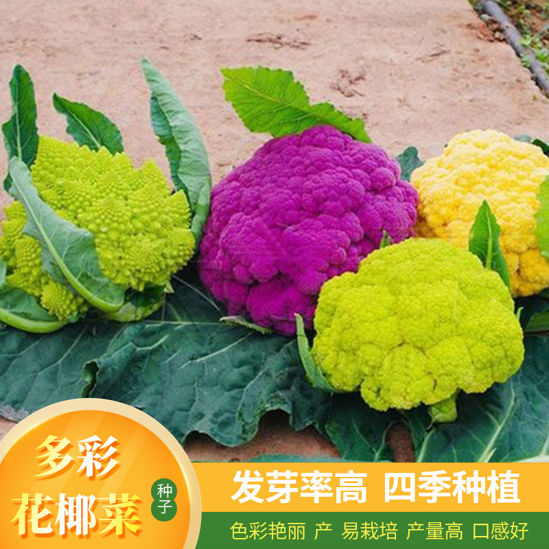 多彩花椰菜青梗松花菜种子花菜菜花四季种植蔬菜花盆盆栽菜园