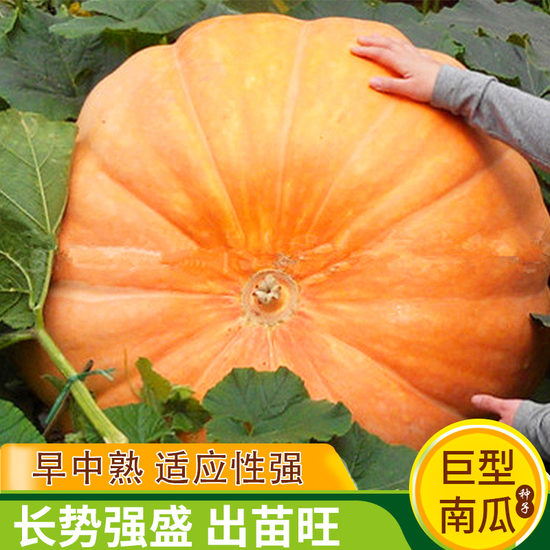 巨型南瓜种子特大南瓜种子四季盆栽种植观赏食用易活蔬菜籽孑
