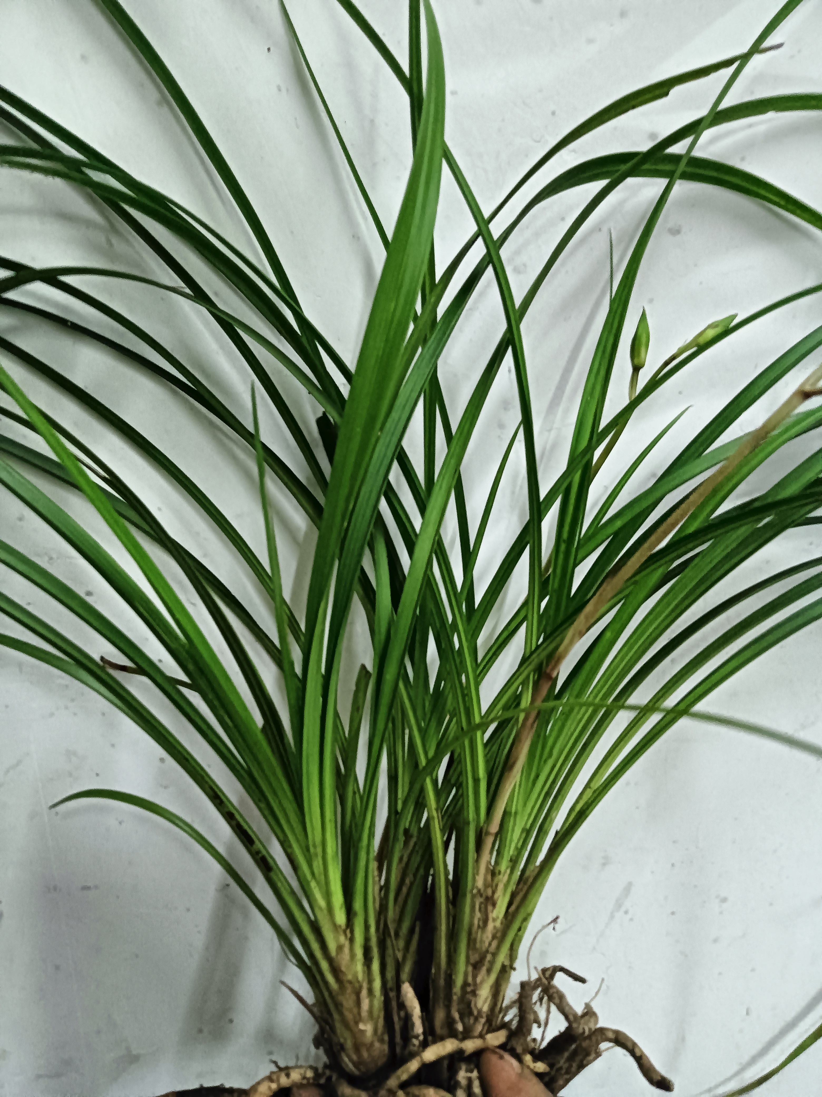 秋芝盆景家园满满