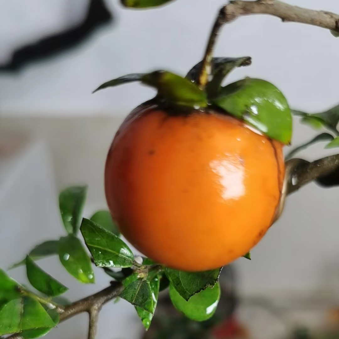 刚娃金弹子直播放漏3号链接