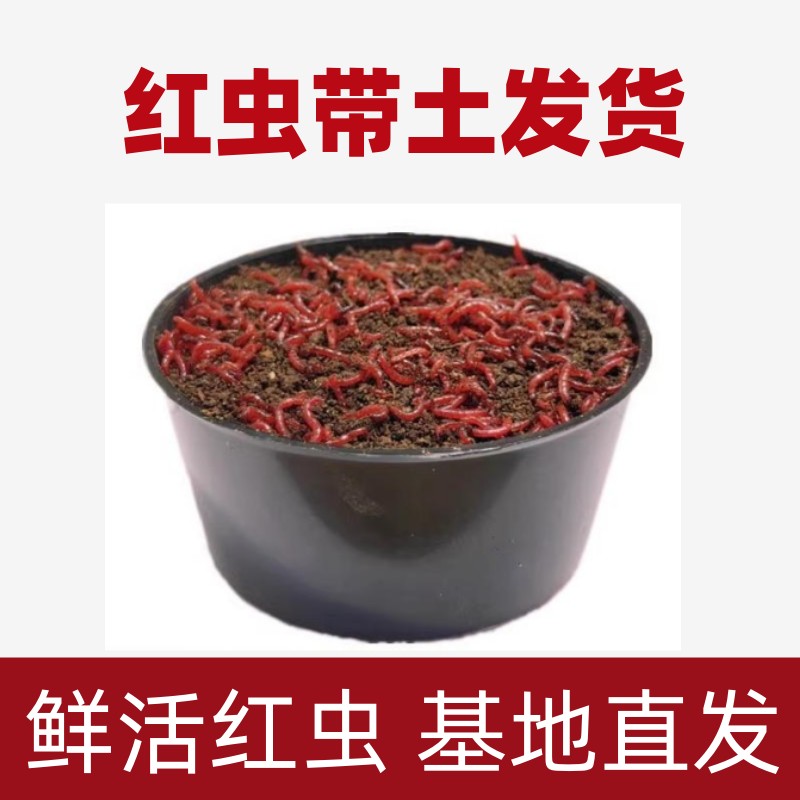 鲜活红虫冬季精选特大号公虫活体喂鱼拉饵鲫鱼野钓鱼饵料蚯蚓鱼饵