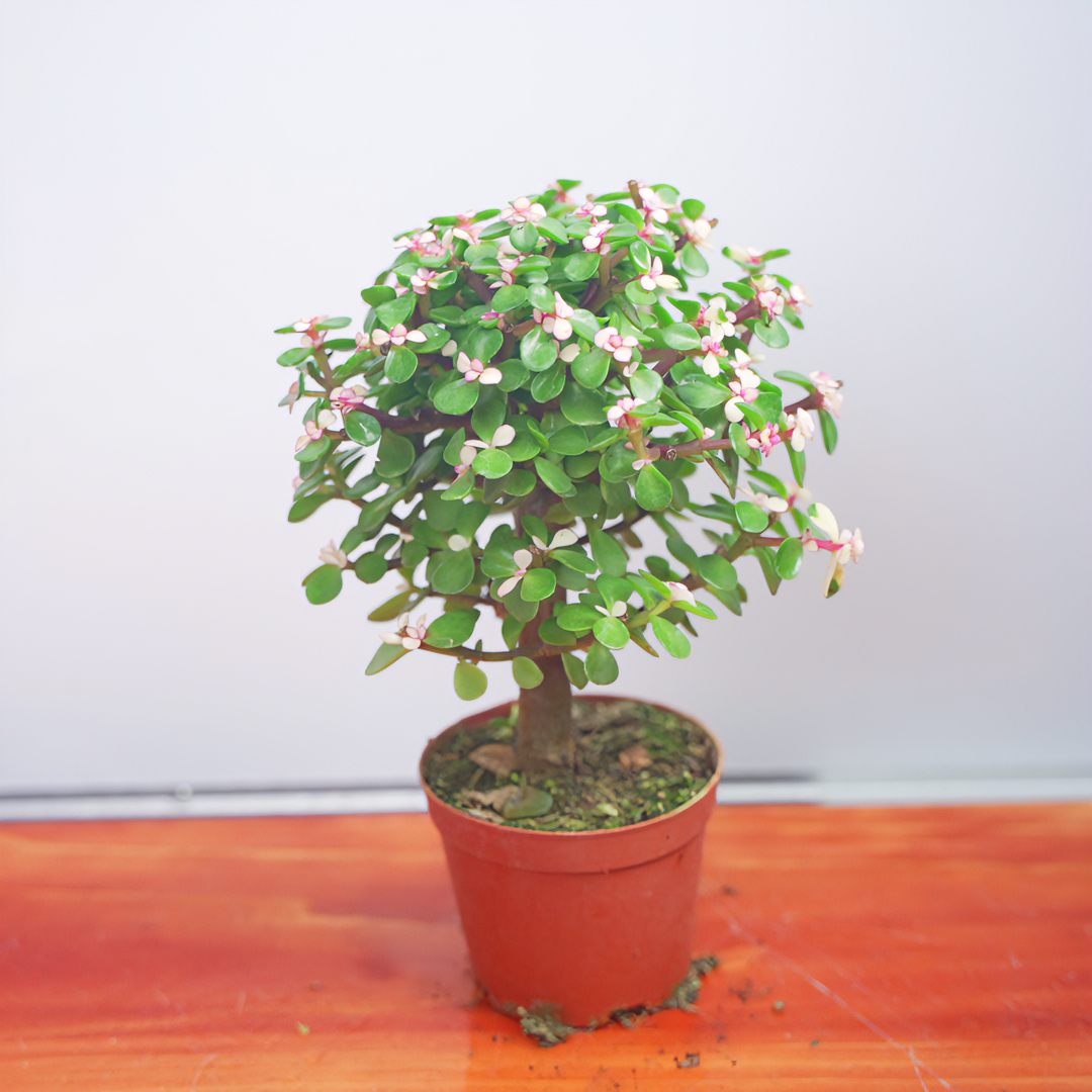 【基地直发】手捧花金枝玉叶棒棒糖造型