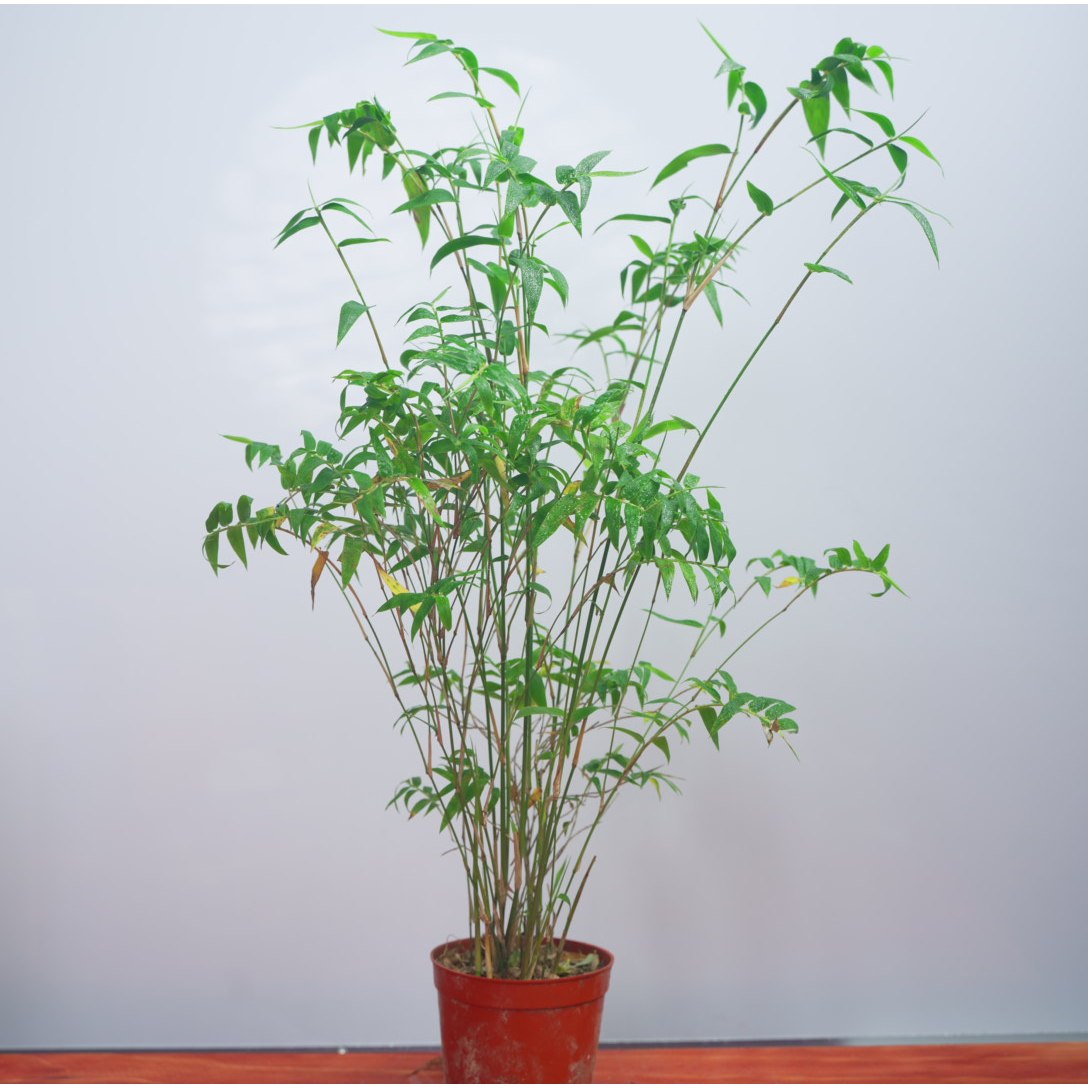 【基地直发】米竹 室内好养绿植盆栽盆景