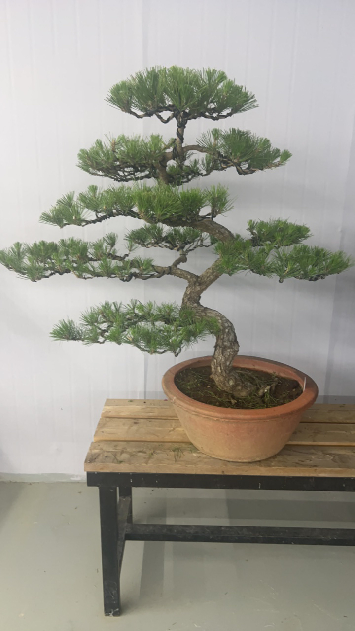 老桩老盆口松柏盆景