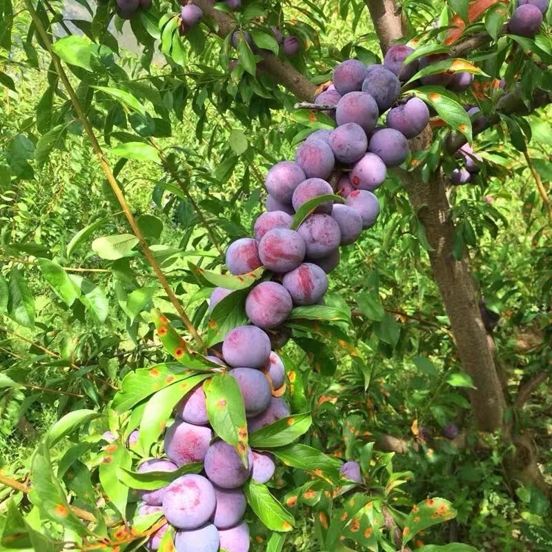 新鲜好吃的李子水果李子