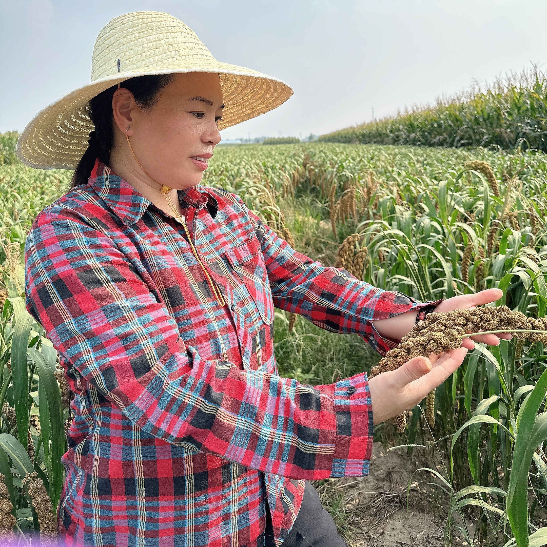 2025年新小米山东金乡金谷小米产地直发净重5斤装 非真空包装