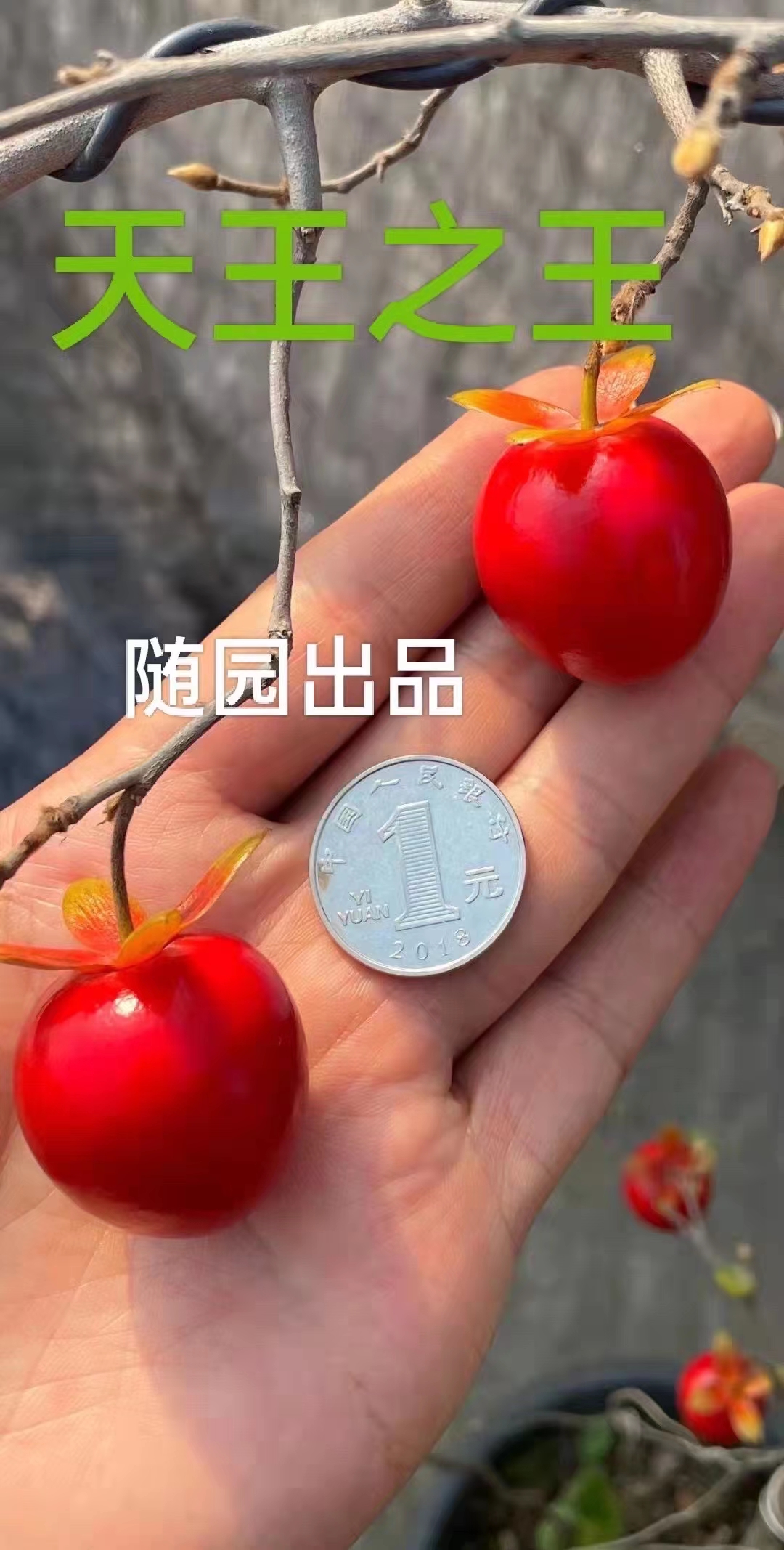 盆景素材老鸦柿金弹子