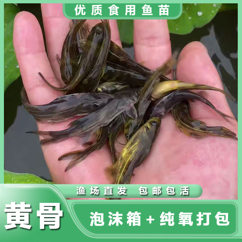 鲜活黄骨2-12g鱼 渔厂直发