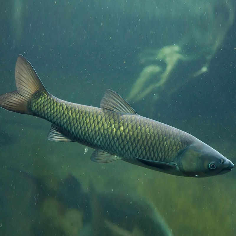 优质草鱼苗白鲩黑皖鱼苗淡水养殖食用宠物鱼苗批发包活