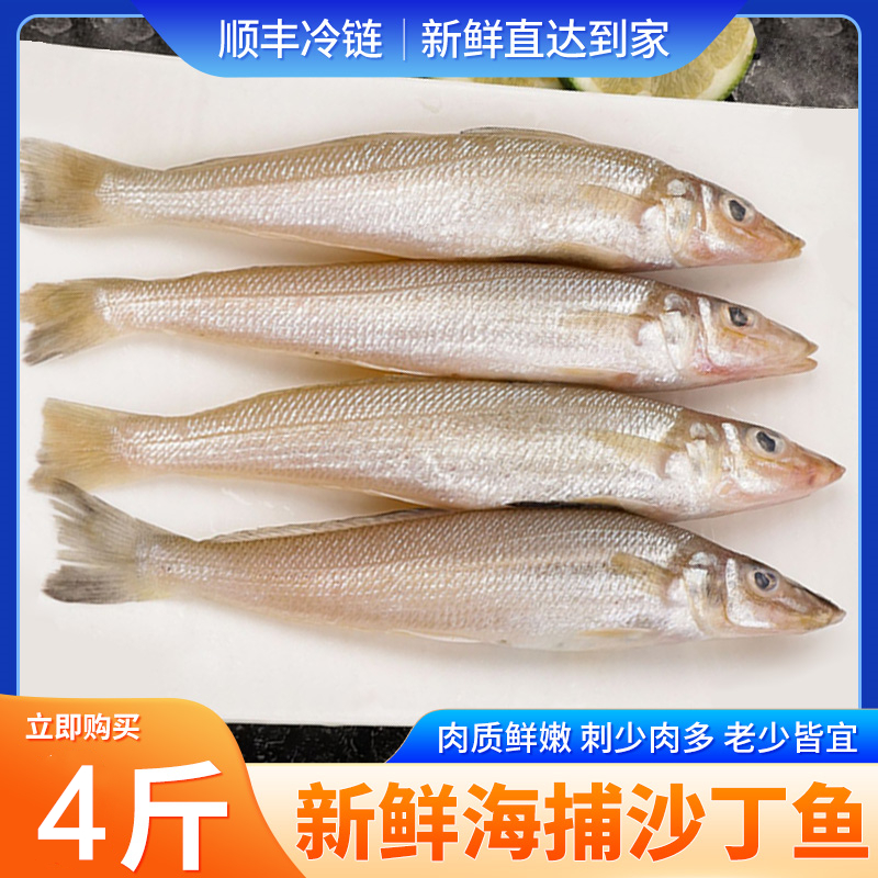 鲜活野生沙丁鱼4斤烟台海鲜特产新鲜冻深海水产小鱼宝宝辅食烧烤