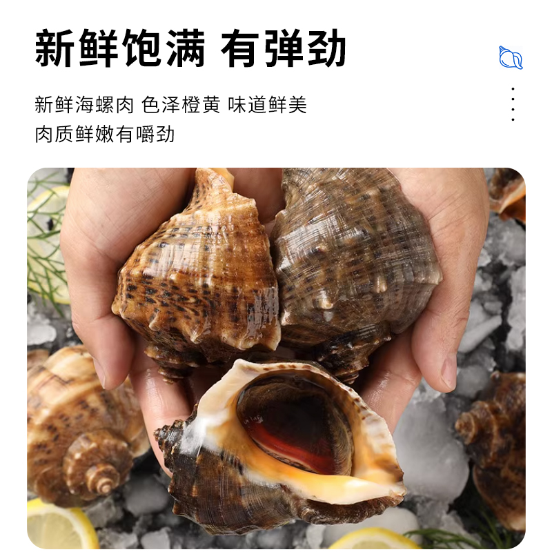 野生海螺鲜活肉厚海螺4斤海鲜烟台贝壳水产非大海螺捞汁顺丰发