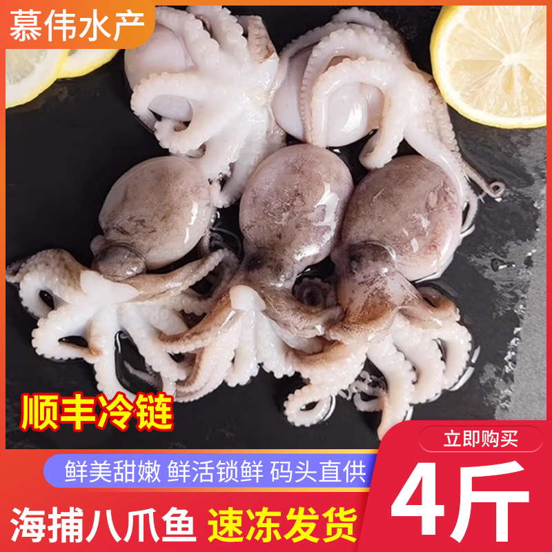 新鲜小八爪鱼鲜活小章鱼4斤装速冻水产烟台海捕迷你八爪海鲜食材