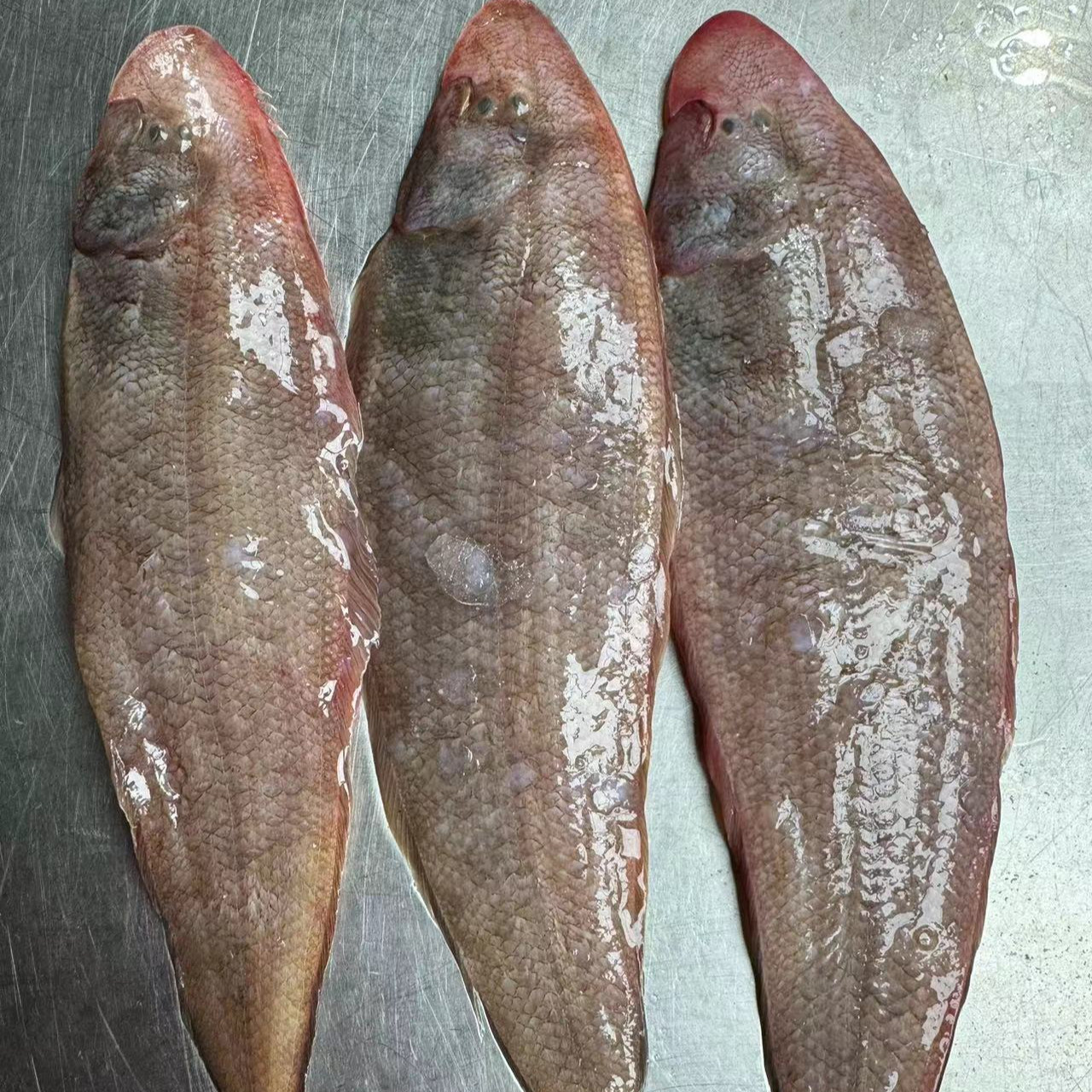 烟台发货4斤野生舌头鱼（龙利鱼）速冻发货顺丰速运