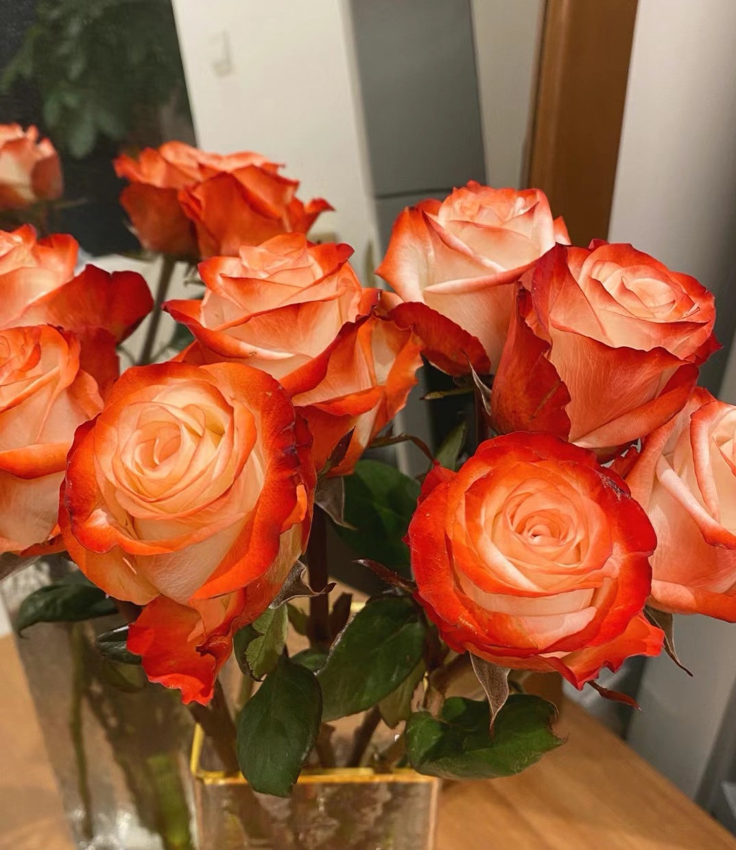 新品灌木切花月季法尔法拉 