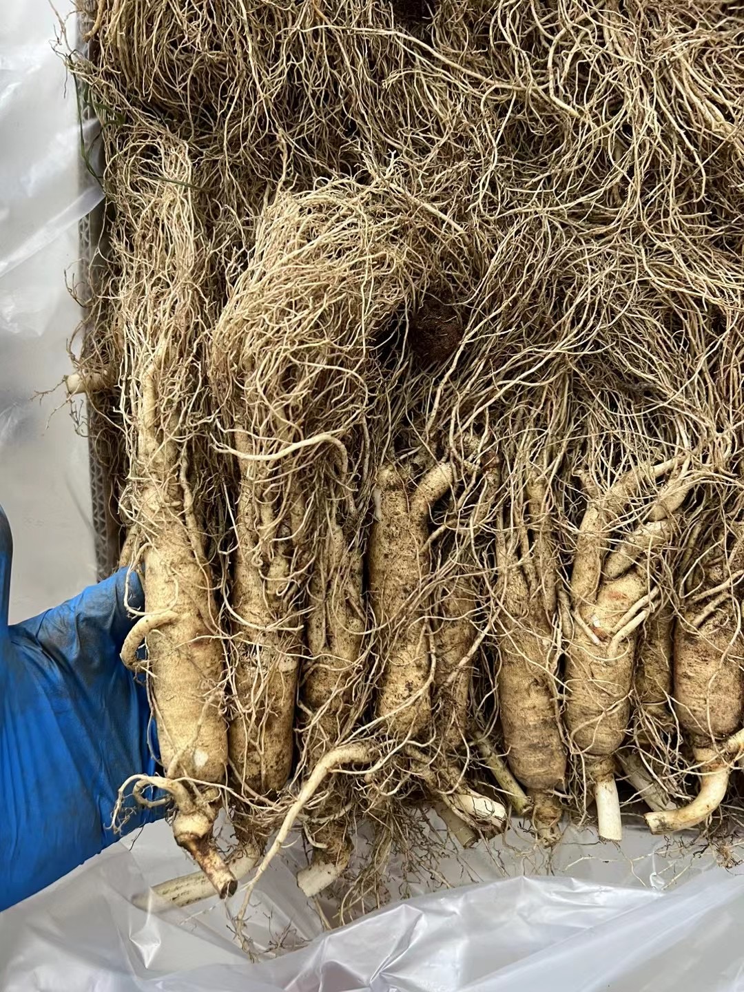 长白山本地鲜人参 10支一斤装不退不换 NO拉黑