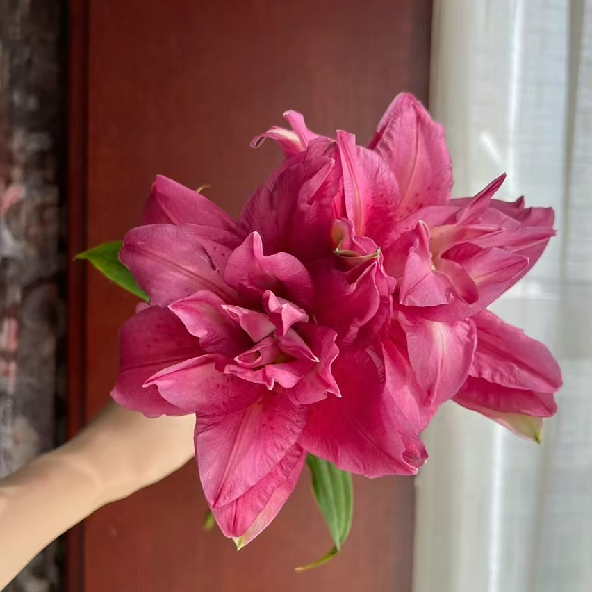 宝莲灯重瓣香水百合（地区颜色有差异，介意慎拍）