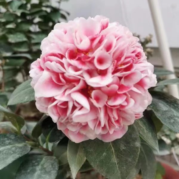 志愿者 名贵稀有品种茶花 