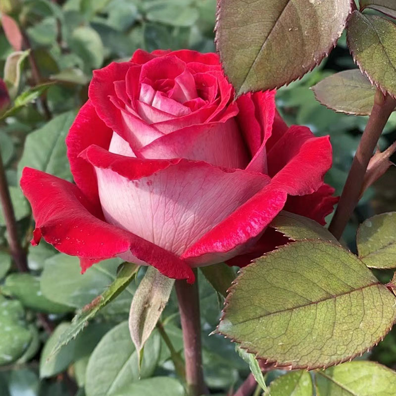 【情书love letter】新品红色银背玫瑰月季盆栽花苗绿植庭院阳台