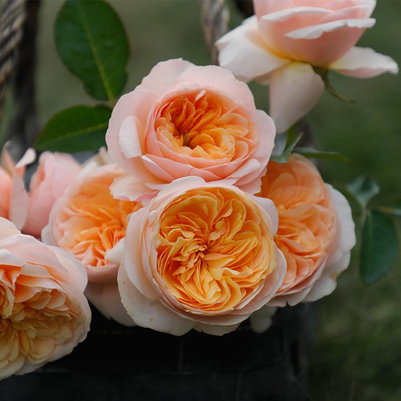 朱丽叶 奥斯汀月季 欧月花苗淡香直立 灌木 重瓣 盆栽地栽