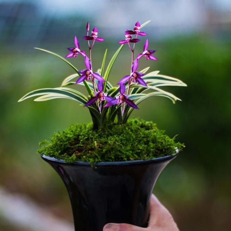 兰花苗超香 金边兰 矮种兰花 万紫千红 室内盆栽花卉绿植养护