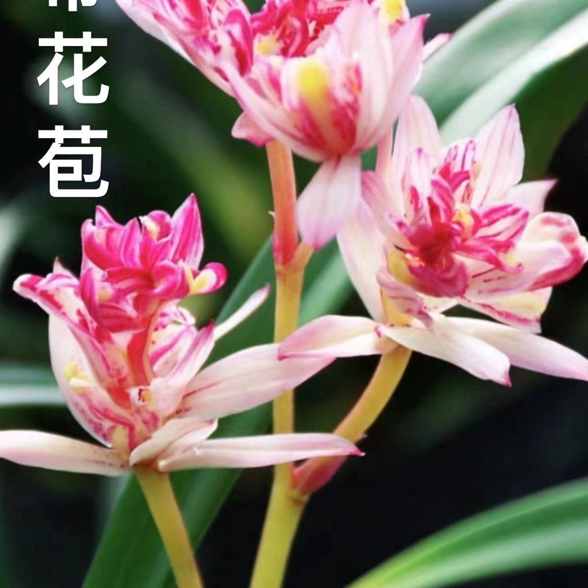 现带花苞  建兰 红婵牡丹 浓香型建兰奇花 室内办公室盆栽