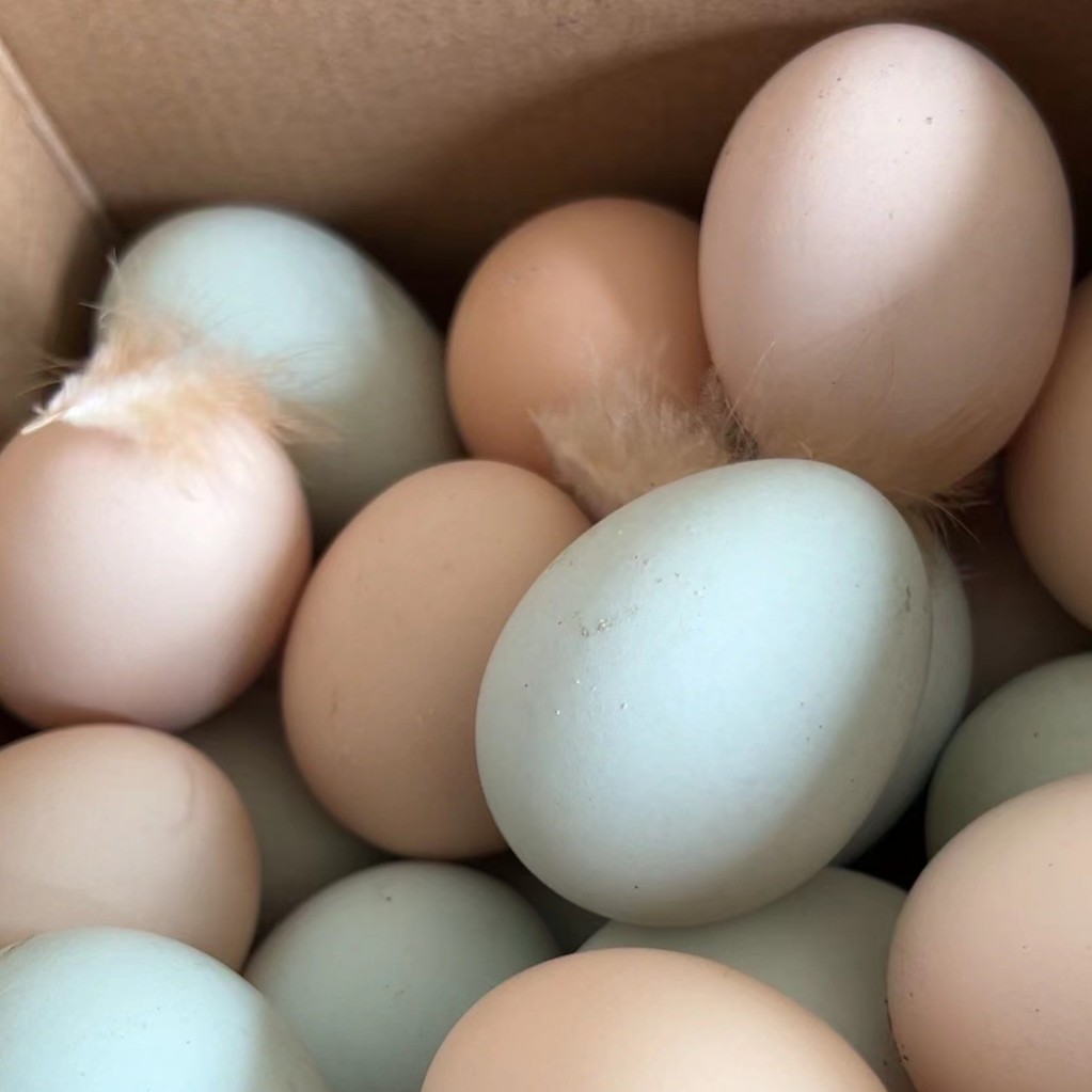 梅川山上散养土鸡蛋40枚 现捡现发 包邮 坏蛋包赔