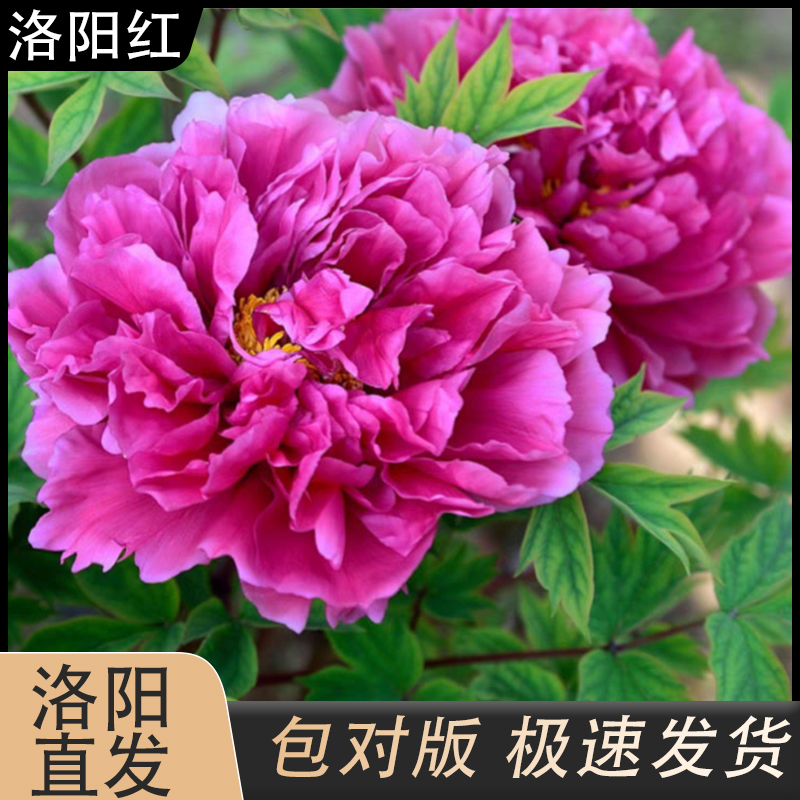 【洛阳红】红色系嫁接牡丹盆栽移栽种植春季开花拍下现货发货使用