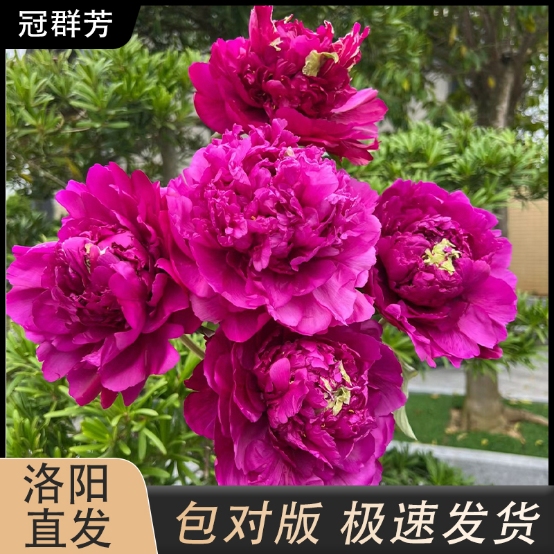 【冠群芳】紫红色观赏性牡丹花秋季裸颗盆栽拍下现货发货