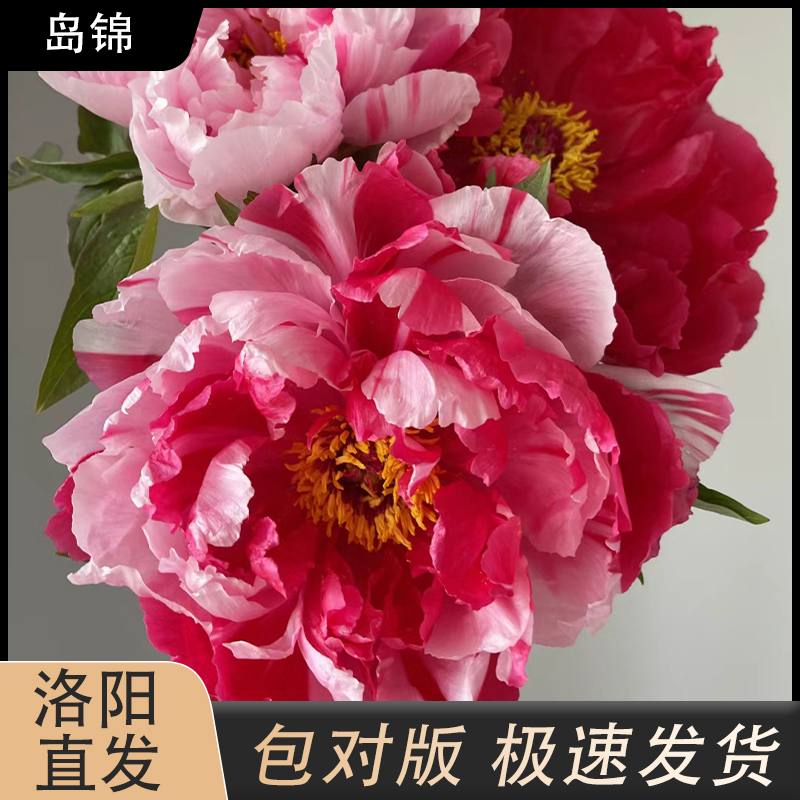 【岛锦】双拼色牡丹花观赏性牡丹移栽拍下现货发货冬季春夏季使用