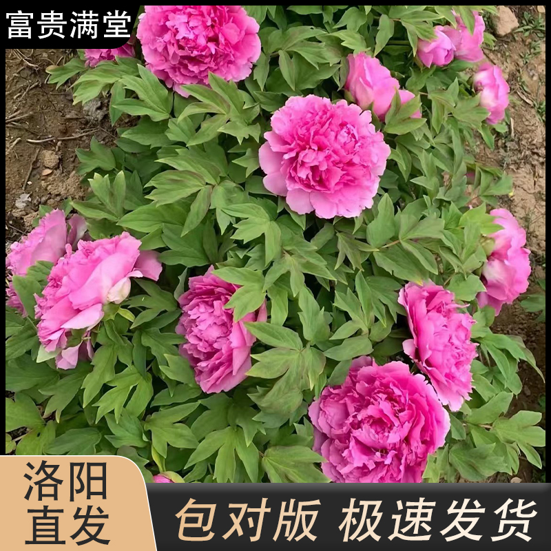 【富贵满堂】观赏性牡丹花拍下现货发货秋季裸颗