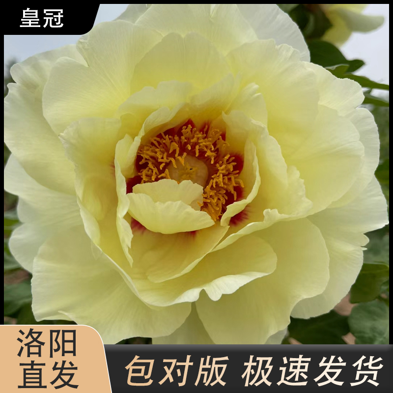 【皇冠】黄色系观赏性牡丹裸根发货拍下现货发货普通种植冬季秋季