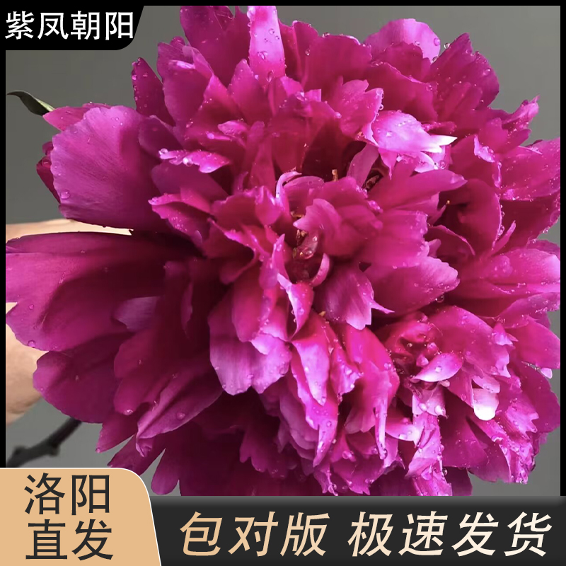 【紫凤朝阳】芍药红色系花朵带芽发货拍下现货发货