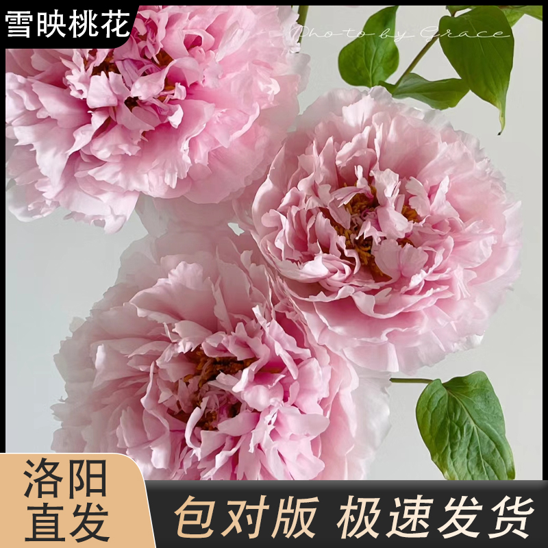 【雪映桃花】粉白色观赏牡丹花裸根盆栽拍下现货发货