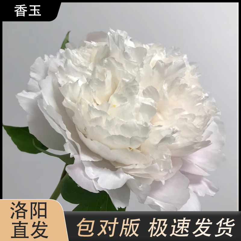 【香玉】白色系观赏牡丹裸根发货拍下现货发货
