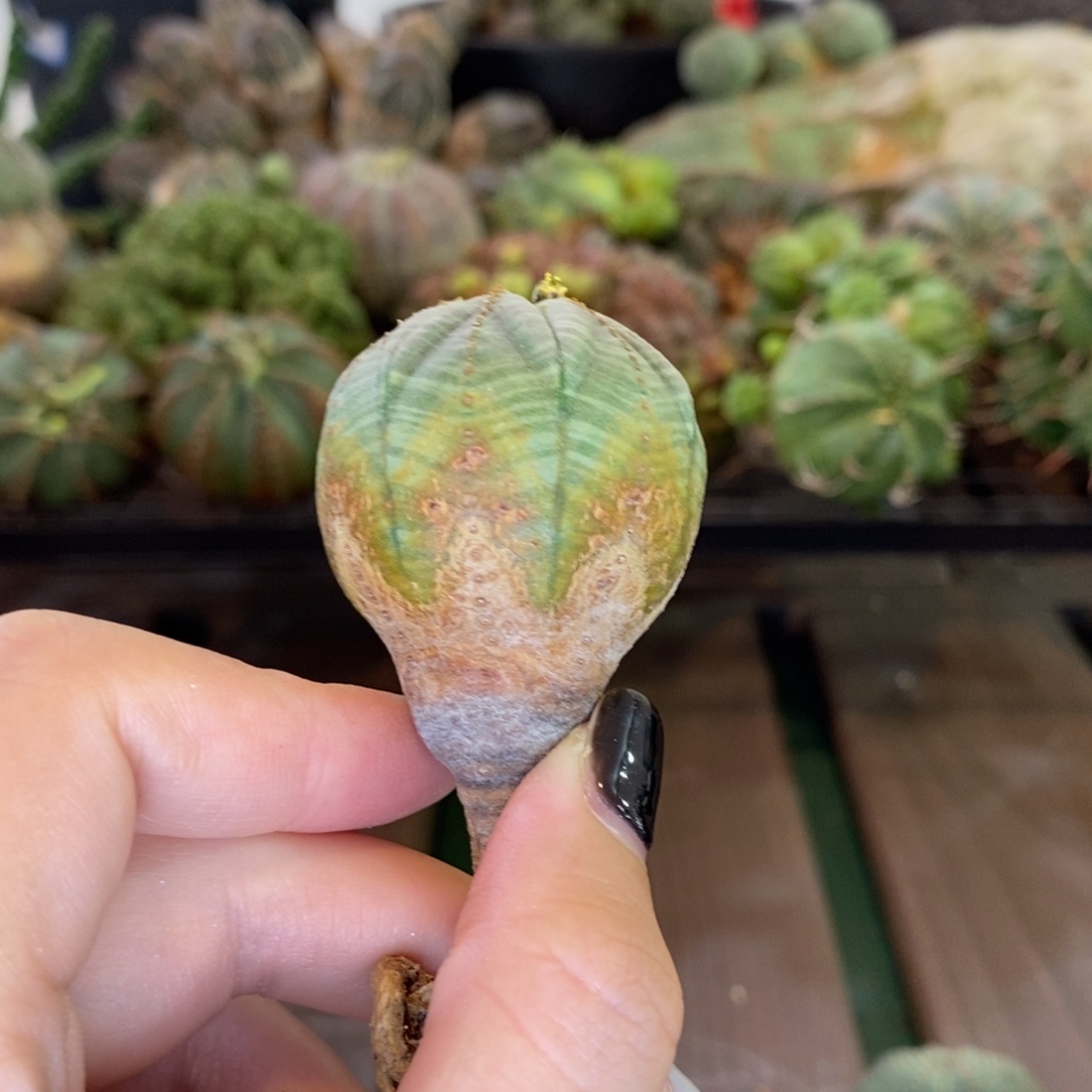 欧系实生布纹球精品