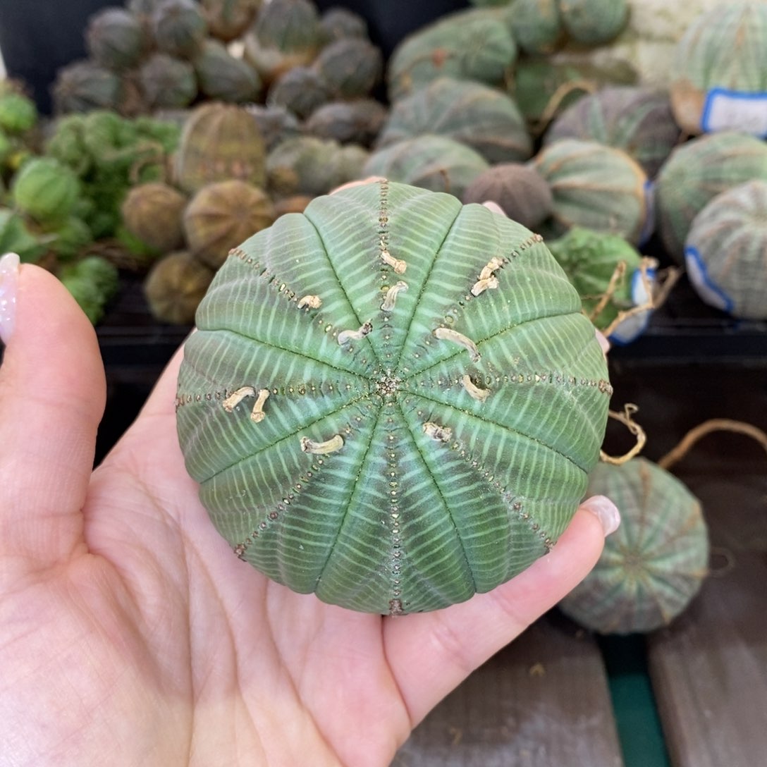 欧系实生布纹球多肉