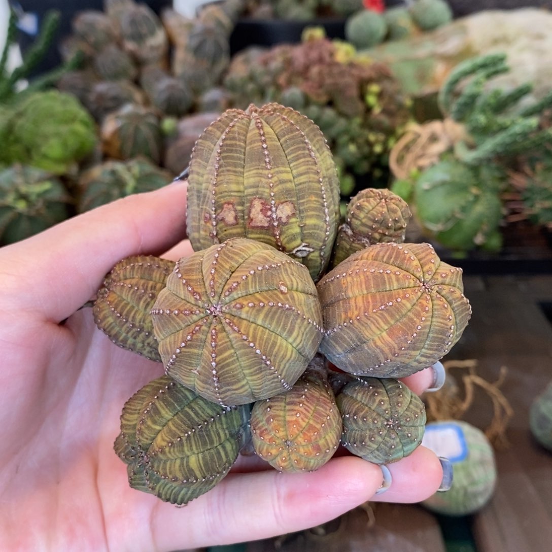 布纹球群生橘色精品
