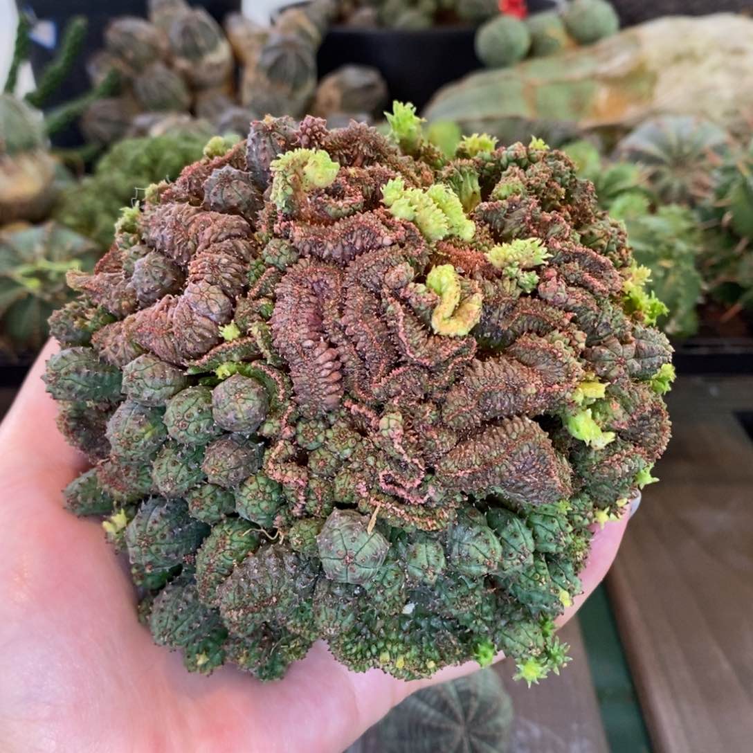 布纹球缀化精品多肉
