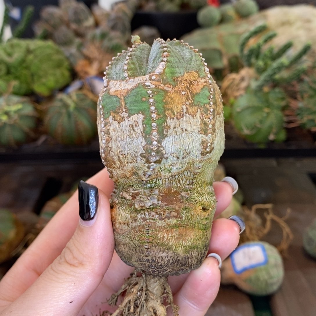 布纹球精品多肉1