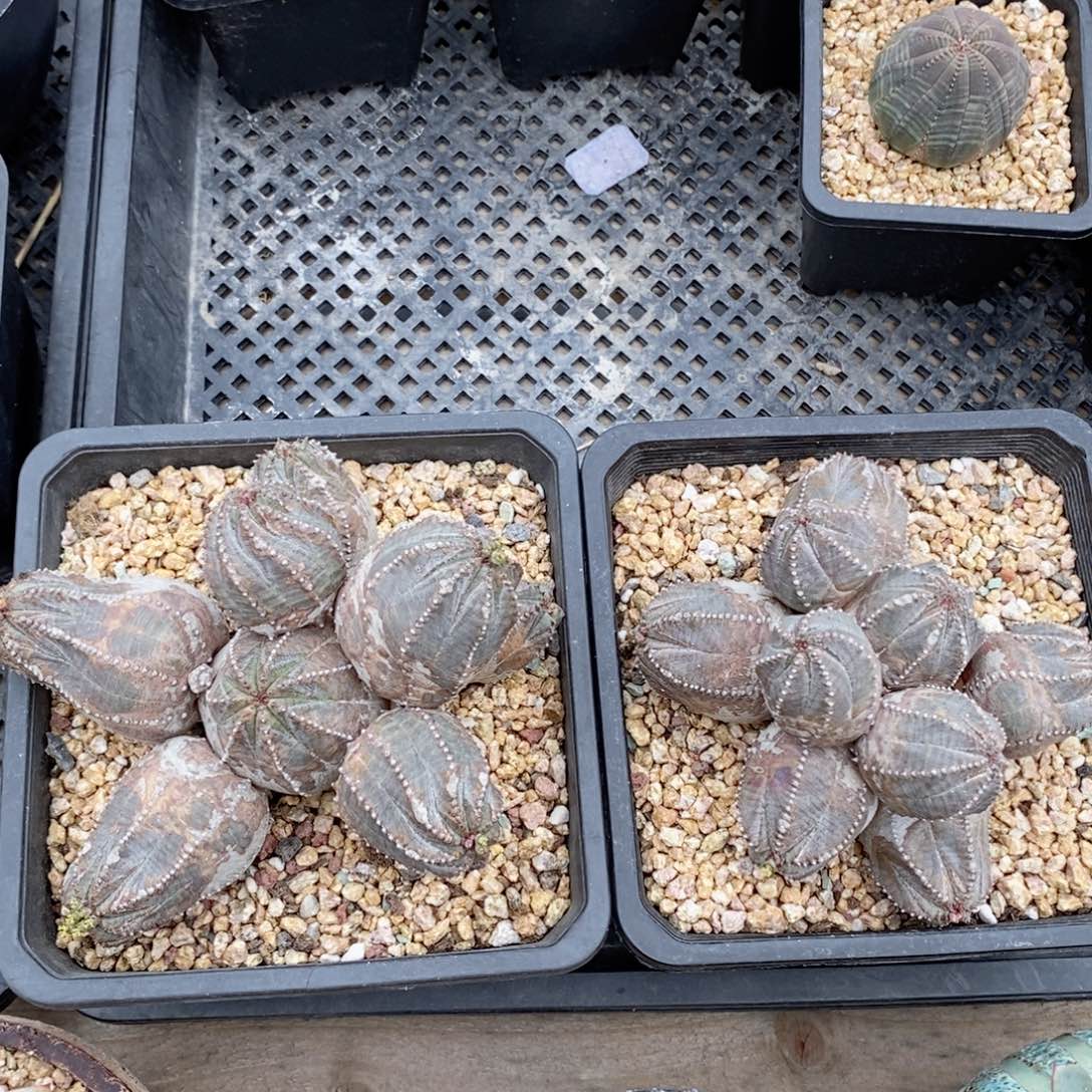 实生群生布纹球多肉打包