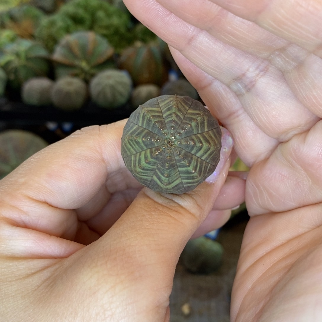 欧系实生布纹球多肉1