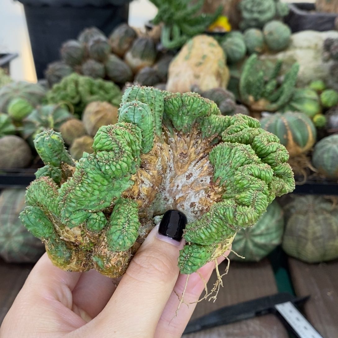 布纹球缀化精品多肉