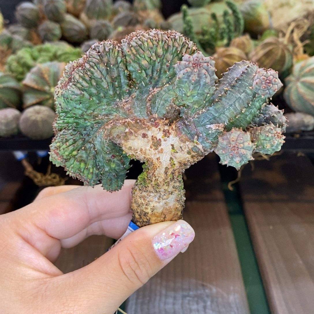 布纹球缀化精品多肉1