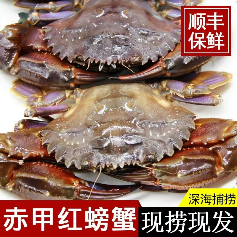 【保鲜不保活】海蟹海红螃蟹保肥3-5两左右一只3斤起拍