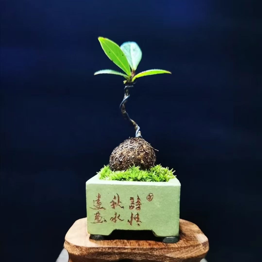 云南红花五翅莓，开花结果