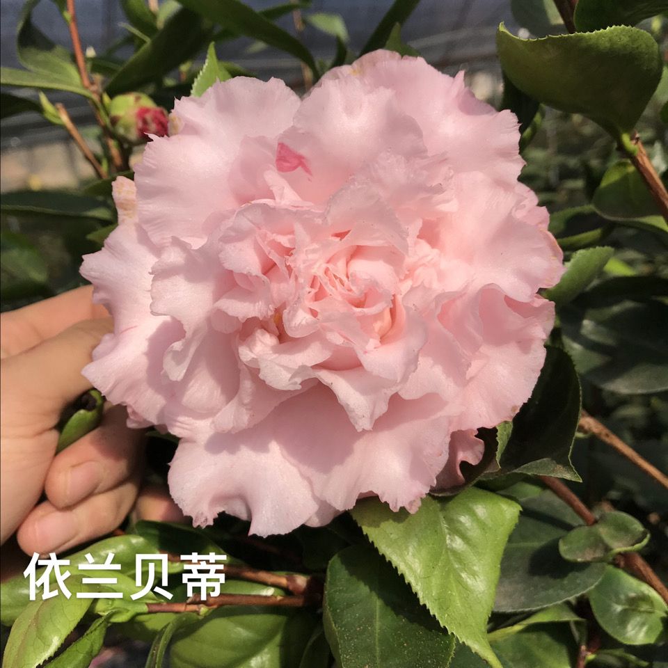 依莲贝蒂稀有名贵大花品种茶花盆栽地栽庭院阳台好养花卉