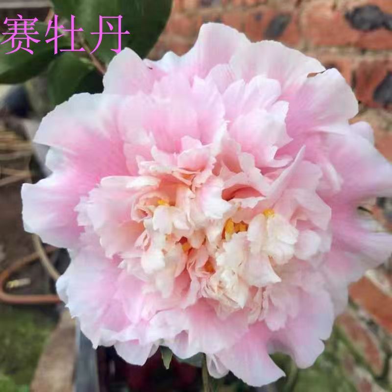 赛牡丹巨型花优质品种茶精品稀有花卉盆栽绿植阳台庭院