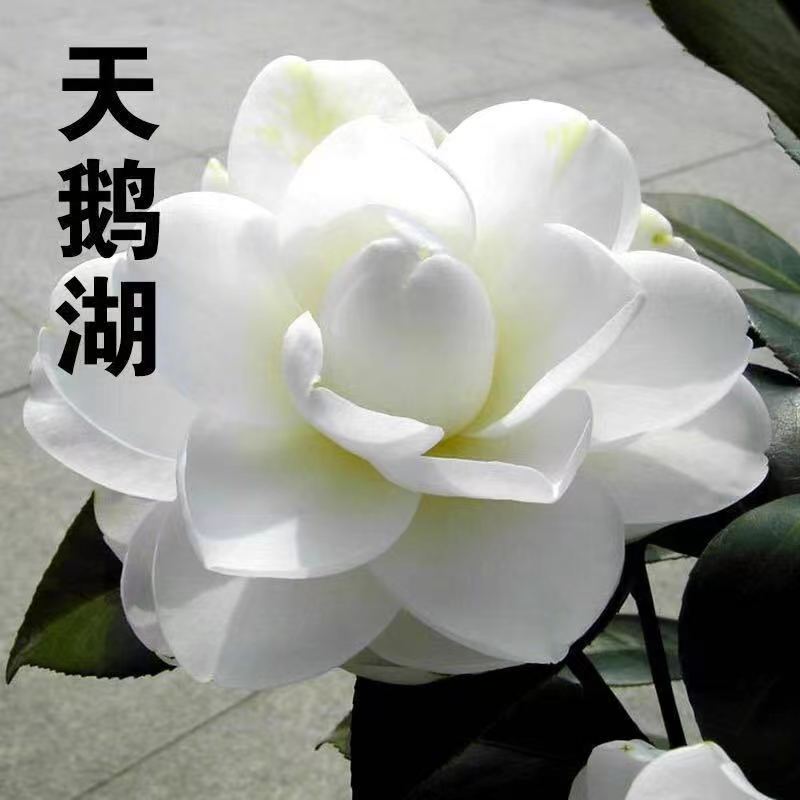 天鹅湖稀有名贵精品品种白色茶花庭院绿植花卉年宵花