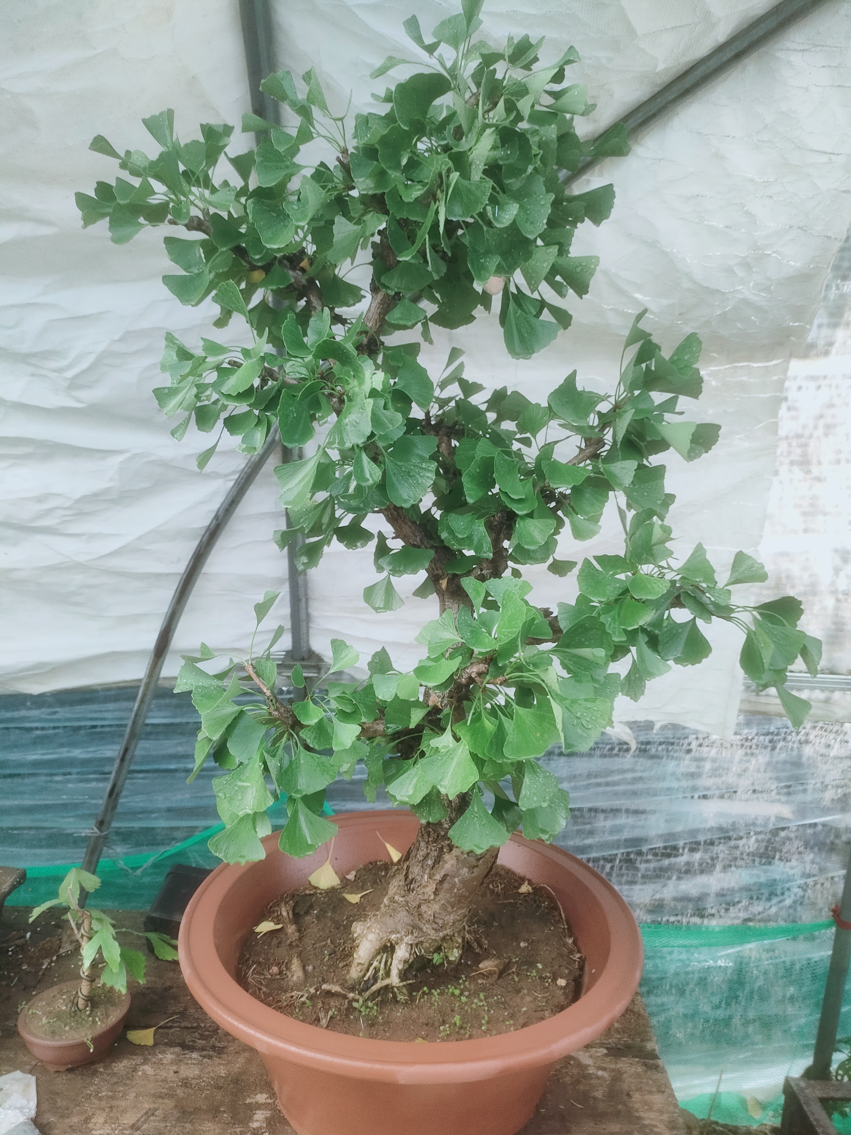金叶银杏庭院植物盆栽银杏盆景
