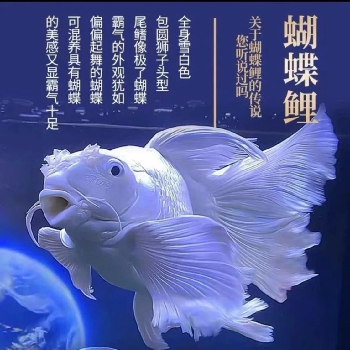观赏鱼补差价链接